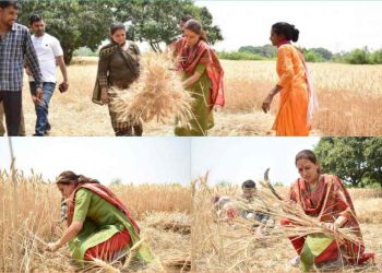 बड़ी खबर : यहां कैबिनेट मंत्री ने काटे कड़ी धूप में गेहूं।