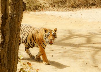 हादसा : घर में घुसा गुलदार, जख्मी हुआ युवक