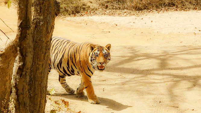 हादसा : घर में घुसा गुलदार, जख्मी हुआ युवक