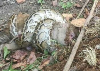 अजगर ने ली दोनों की जान, मां से लिपटा रहा नन्हा बंदर