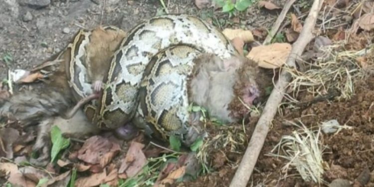 अजगर ने ली दोनों की जान, मां से लिपटा रहा नन्हा बंदर