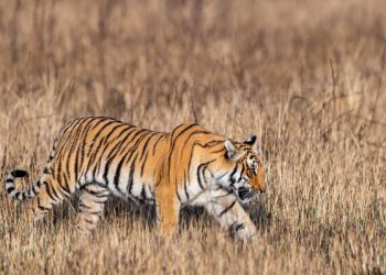 पीएम का ड्रीम प्रोजेक्ट बताकर कार्बेट रिजर्व में गड़बड़झाला