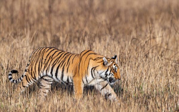 पीएम का ड्रीम प्रोजेक्ट बताकर कार्बेट रिजर्व में गड़बड़झाला