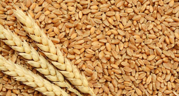 बड़ी खबर : भारत सरकार ने गेहूं के निर्यात पर लगाई तत्काल रोक