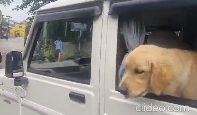 वायरल वीडियो : सरकारी सिस्टम में कुत्तों की मौज। कर रहा मजिस्ट्रेट की गाड़ी की सवारी