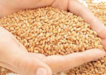 बड़ी खबर: केंद्र सरकार ने राशन कार्ड लाभार्थियों को दिया झटका। नहीं मिलेगा फ्री गेहूं। आदेश जारी