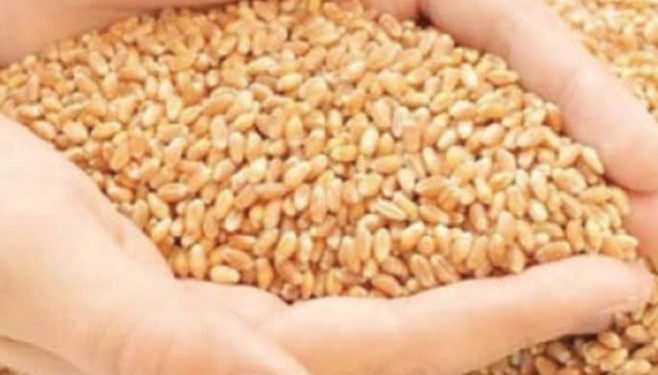 बड़ी खबर: केंद्र सरकार ने राशन कार्ड लाभार्थियों को दिया झटका। नहीं मिलेगा फ्री गेहूं। आदेश जारी