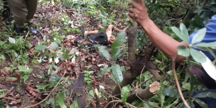 5 वर्षीय बच्चे को मां के सामने उठा ले गया आदमखोर