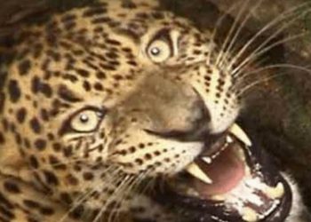 आतंक:   गुलदार ने महिला को बनाया निवाला