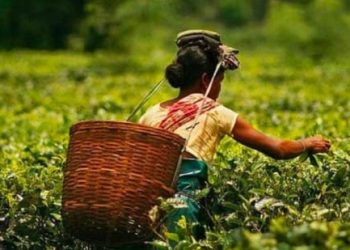 खुलासा: देहरादून और विकासनगर के चाय बागानों की 5500 बीघा जमीन सीलिंग एक्ट के तहत हुई सरकारी