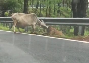 वाइरल वीडियो: गुलदार ने किया गाय पर हमला