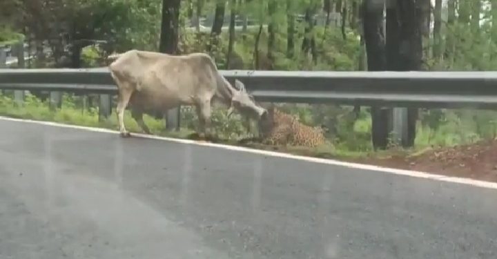 वाइरल वीडियो: गुलदार ने किया गाय पर हमला