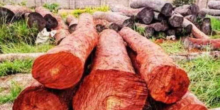 बड़ी खबर : देहरादून में चंदन तस्करों का पुष्पराज। काटे कई चंदन के पेड़