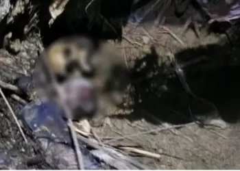 सनसनी: धर्मनगरी में मिले खेत में दो नर कंकाल, क्षेत्र में सनसनी।