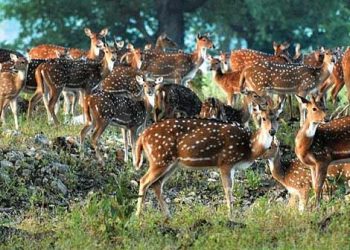 हादसा: यहां सड़क पार कर रहे चीतलों के झुंड से टकरा कर हादसा।एक की मौत एक घायल।