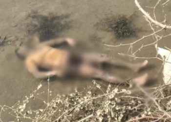 सनसनी: यहां मिली सड़ी गली लाश।हाथ कहीं तो पंजे कही और मिले।फैली सनसनी।