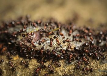 दुखद: बागेश्वर में चींटी के काटने से तीन वर्षीय बच्चे की मौत।सदमे में परिवार।