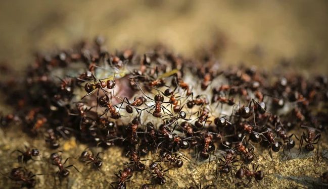 दुखद: बागेश्वर में चींटी के काटने से तीन वर्षीय बच्चे की मौत।सदमे में परिवार।