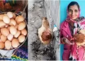 अजब गजब: यहां मुर्गी ने दिए एक दिन में 31अंडे! पढ़िए ये खबर..
