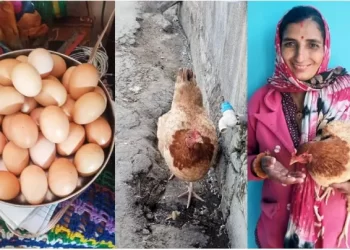 अजब गजब: यहां मुर्गी ने दिए एक दिन में 31अंडे! पढ़िए ये खबर..