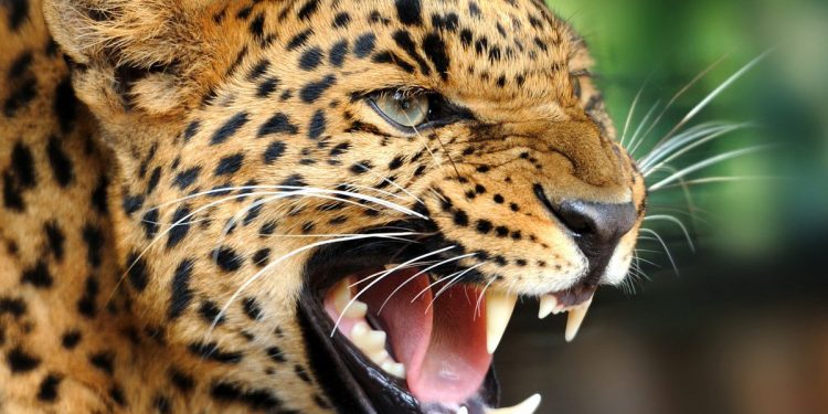 बड़ी खबर: थम नही रहा गुलदार का हमला।यहां मजदूर हमला कर किया जख्मी।