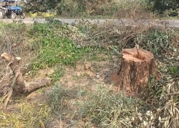 एक्सक्लूसिव: यहां वन माफियाओं के हौंसले बुलंद! शीशम के पेड़ों पर चला दीं आरियां..