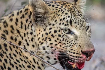 आतंक: यहां नेशनल हाईवे पर घूम रहे विक्षिप्त युवक उठा ले गया तेंदुवा।इस हालत में मिला शव..