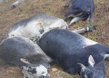 आफ़त: यहां आकाशीय बिजली गिराने से 13 मवेशियों की मौत!