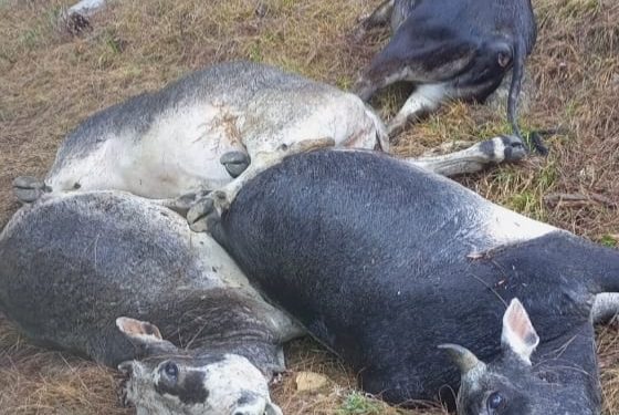 आफ़त: यहां आकाशीय बिजली गिराने से 13 मवेशियों की मौत!