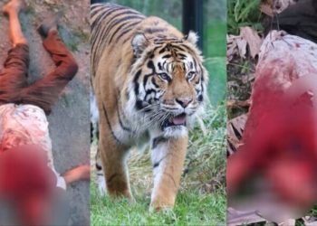 दुखद: यहां बाघों ने खेत में काम कर रहे 52 वर्षीय व्यक्ति को बनाया अपना निवाला..