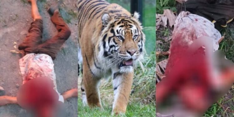 दुखद: यहां बाघों ने खेत में काम कर रहे 52 वर्षीय व्यक्ति को बनाया अपना निवाला..