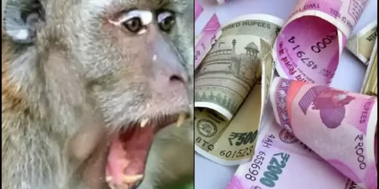 अजब गजब: यहां बैंक से पैसे लेकर लौट रही वृद्धा का बैग ले उड़ा बंदर..