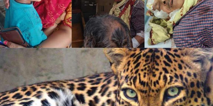 दहशत: यहां तेंदुए ने किया दादा पोते पर हमला। इलाके में दहशत..