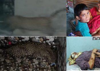 राहत: दादा पोते पर हमला करने वाला तेंदुआ आखिर पकड़ा गया। ग्रामीणों ने ली चैन की सांस..