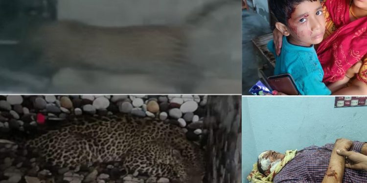 राहत: दादा पोते पर हमला करने वाला तेंदुआ आखिर पकड़ा गया। ग्रामीणों ने ली चैन की सांस..