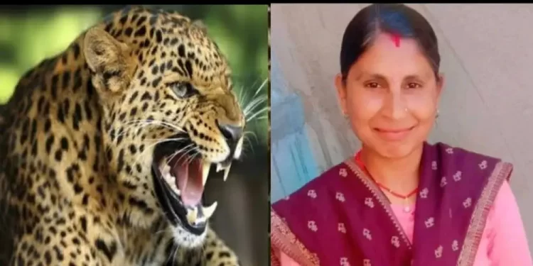 आतंक: यहां घास लेने गई महिला को गुलदार ने बनाया अपना निवाला..