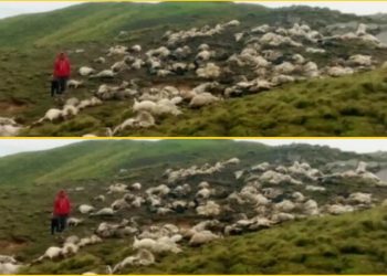 आपदा का कहर: बागेश्वर में व्रजपात में एक साथ 400 बकरियाँ मारी..