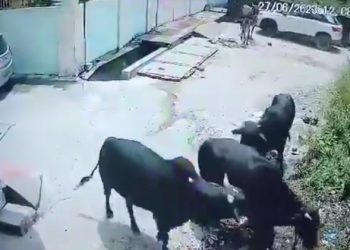 बड़ी खबर: यहां ट्यूशन जा रहे बच्चे पर सांडों के झुंड ने कर दिया हमला। देखिए वीडियो..