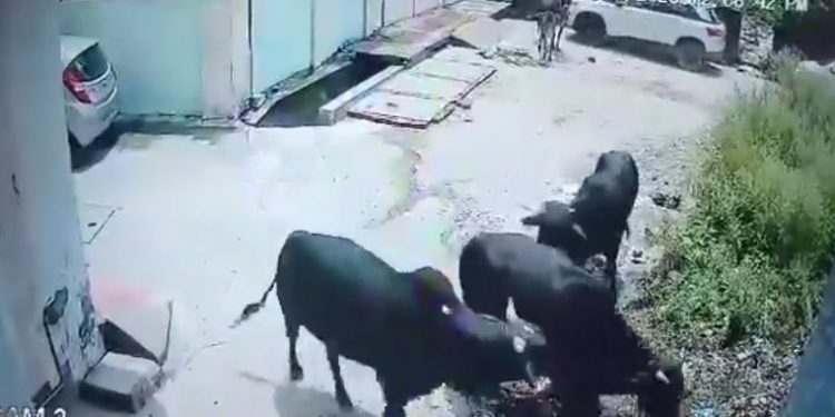 बड़ी खबर: यहां ट्यूशन जा रहे बच्चे पर सांडों के झुंड ने कर दिया हमला। देखिए वीडियो..