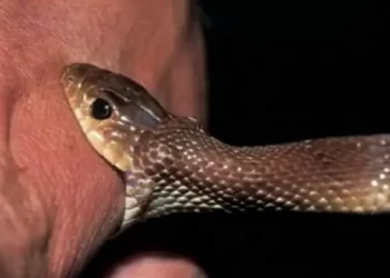 बड़ी खबर: यहां घर में खेल रहे दो मासूमों को कोबरा ने डंसा। हालत गंभीर,अस्पताल में भर्ती..