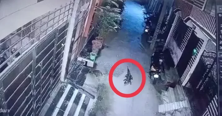 बड़ी खबर: यहां चहल कदमी करता दिखा मगरमच्छ। लोगों में दहशत, देखें वीडियो..