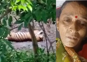 बड़ी खबर: यहां गौशाला में काम कर रही महिला पर बाघ ने किया हमला। पढ़े..