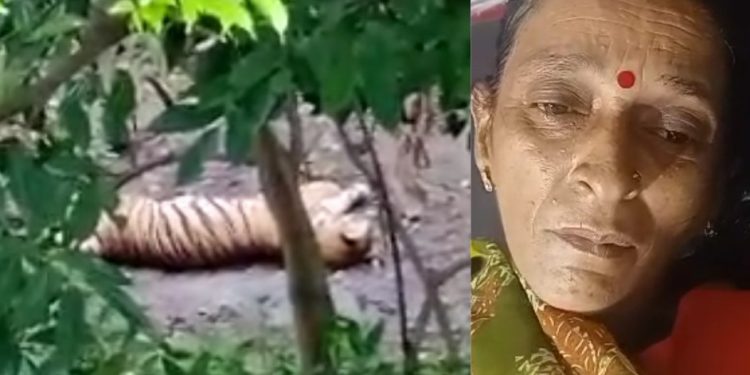 बड़ी खबर: यहां गौशाला में काम कर रही महिला पर बाघ ने किया हमला। पढ़े..