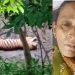 बड़ी खबर: यहां गौशाला में काम कर रही महिला पर बाघ ने किया हमला। पढ़े..