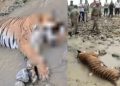 दुखद: ग्लोबल टाइगर डे आज। और कॉर्बेट पार्क के ढेला रेंज में मिला बाघिन का शव। मचा हड़कंप..