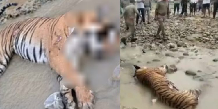 दुखद: ग्लोबल टाइगर डे आज। और कॉर्बेट पार्क के ढेला रेंज में मिला बाघिन का शव। मचा हड़कंप..