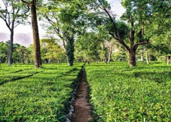 बड़ी खबर: दून की विवादित चाय बगान की भूमि कब्जे में लेगी उत्तराखंड सरकार..