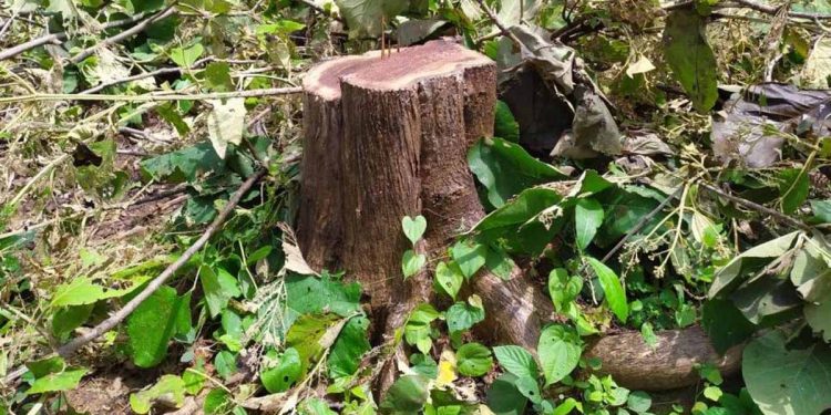 बड़ी खबर: यहां भूमाफियाओं ने काट डाले 120 बेशकीमती सागौन के पेड़। सोता रहा वन विभाग..