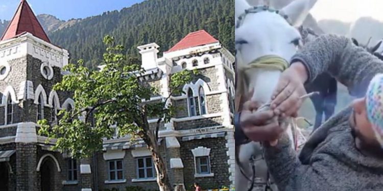 हाईकोर्ट ब्रेकिंग: चारधाम यात्रा में हुए पशु क्रूरता मामले में सुनवाई। अब इन नियमों का करना होगा पालन