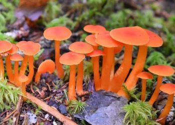 बड़ी खबर: यहां जंगली मशरूम खाने से 9 मजदूरों की बिगड़ी तबीयत, 2 आईसीयू में भर्ती..